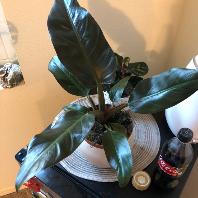 Philodendron 'Imperial Red' plant in a pot on a table next to a Coca-Cola bottle.