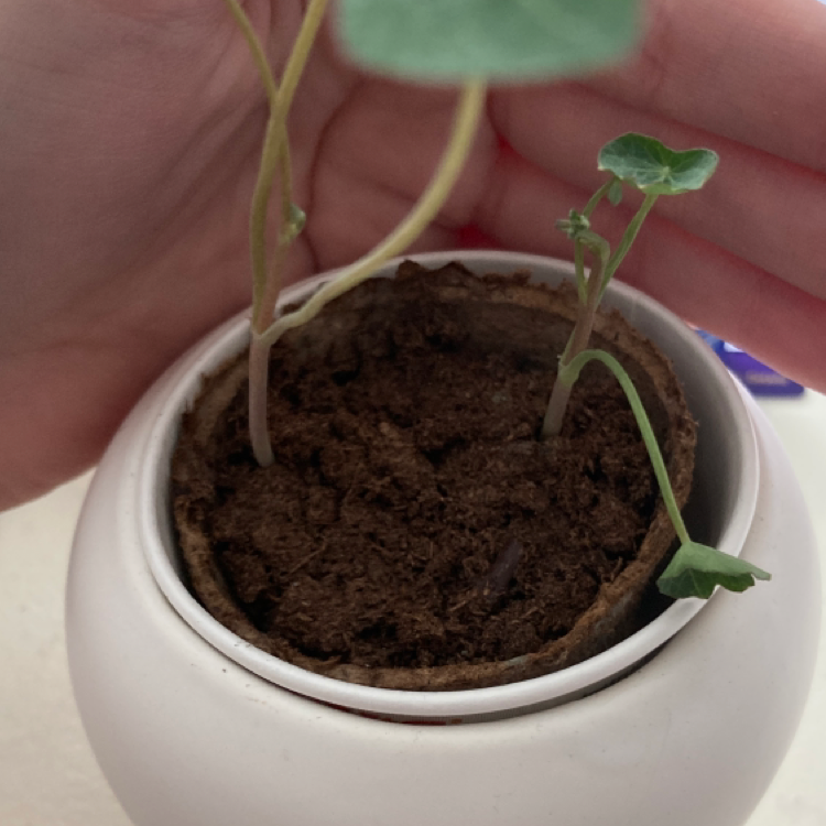 Garden Nasturtium plant in a white pot with a hand holding it. Soil is dry.