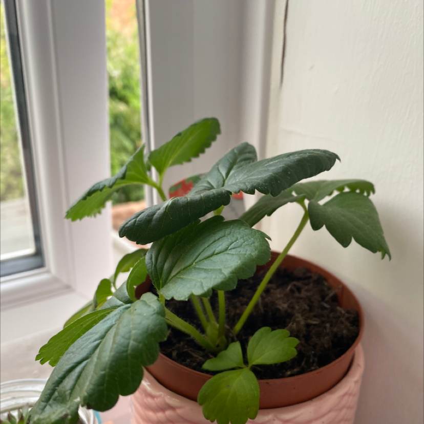 Photo of the plant species Strawberry by @Robsepa named Sanders on Greg, the plant care app