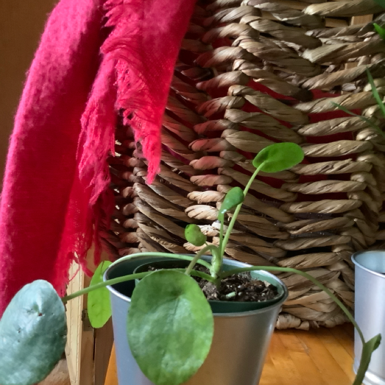 Chinese Money Plant plant photo by Mo named Pilea Peperomia on Greg, the plant care app.