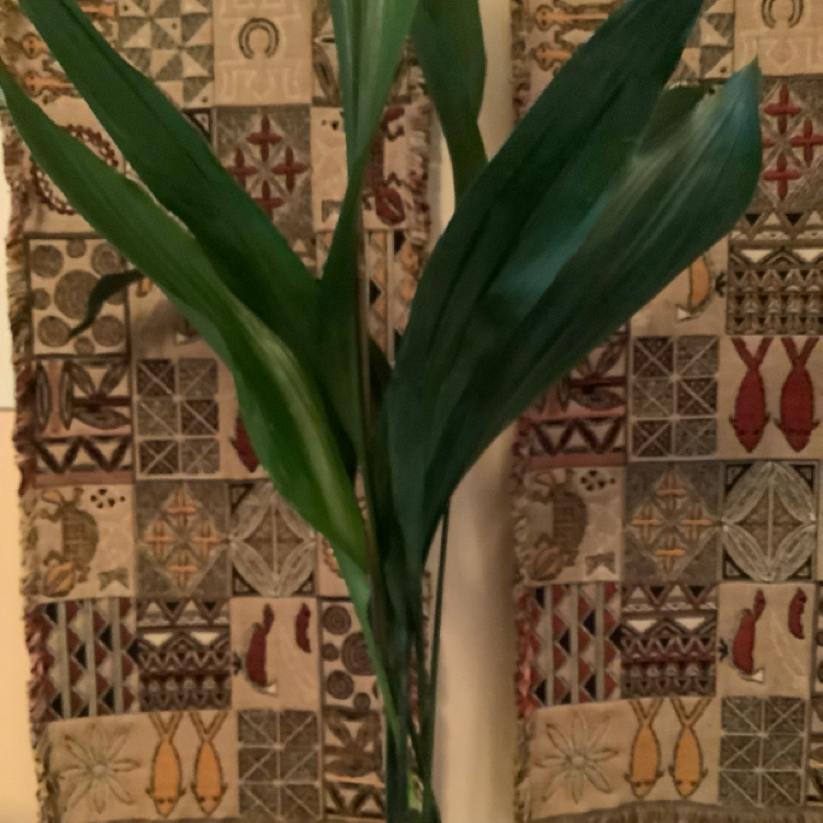 Cast Iron Plant plant photo by Mo named Cast iron plant on Greg, the plant care app.