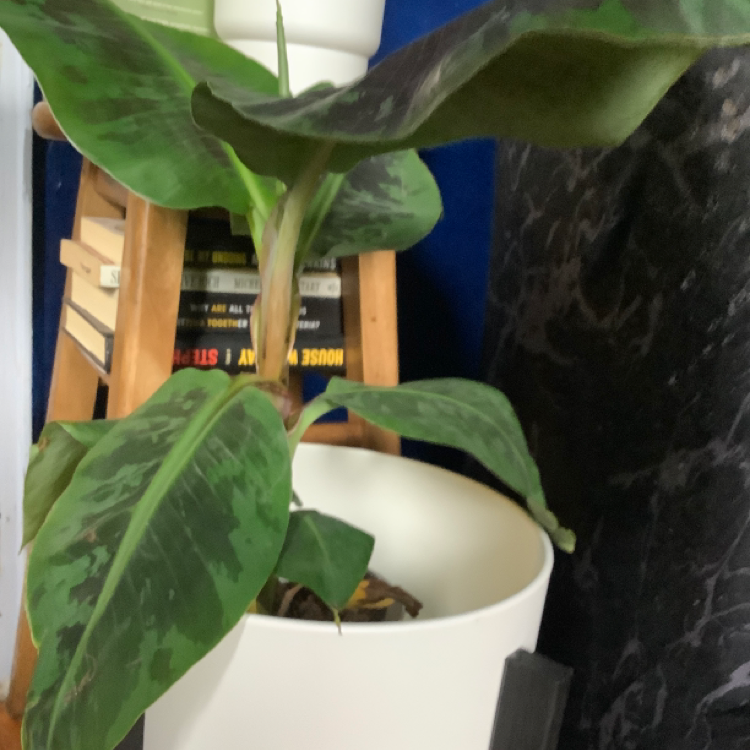 Dwarf Banana plant photo by Mo named Musa Banana Tree on Greg, the plant care app.