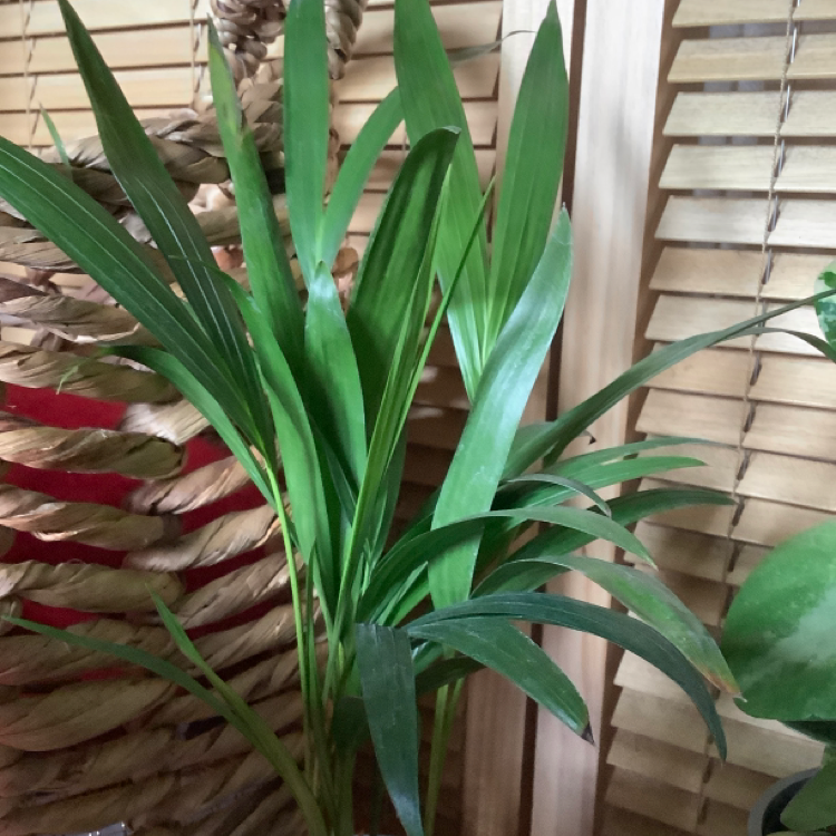 Areca Palm plant photo by Mo named Areca palm on Greg, the plant care app.