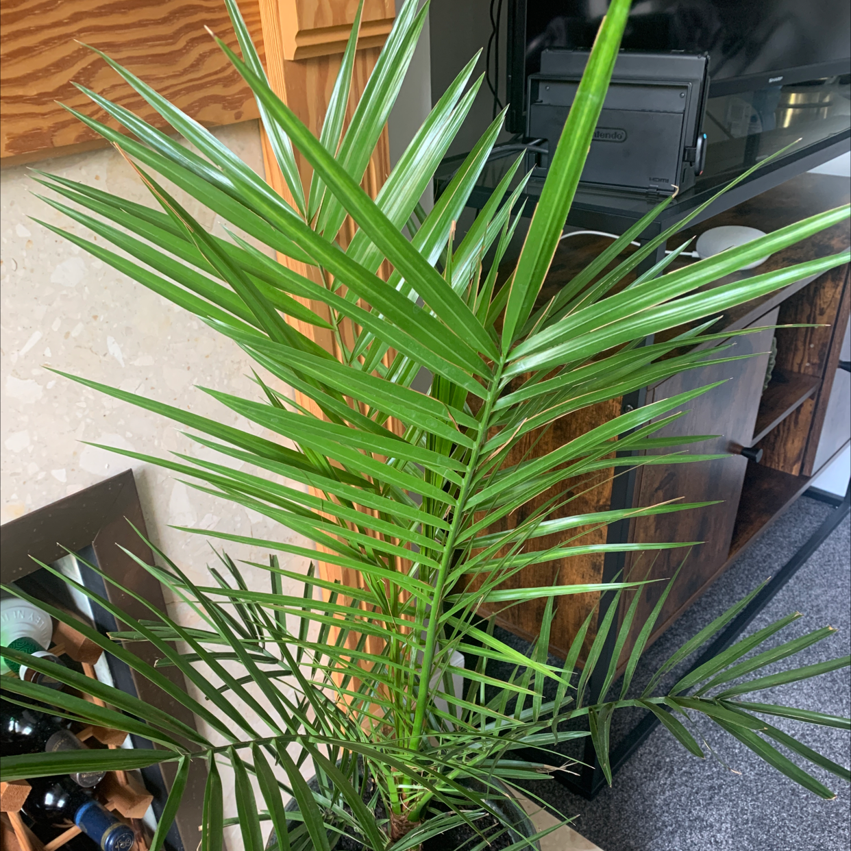 Canary Island Date Palm with healthy green fronds indoors.