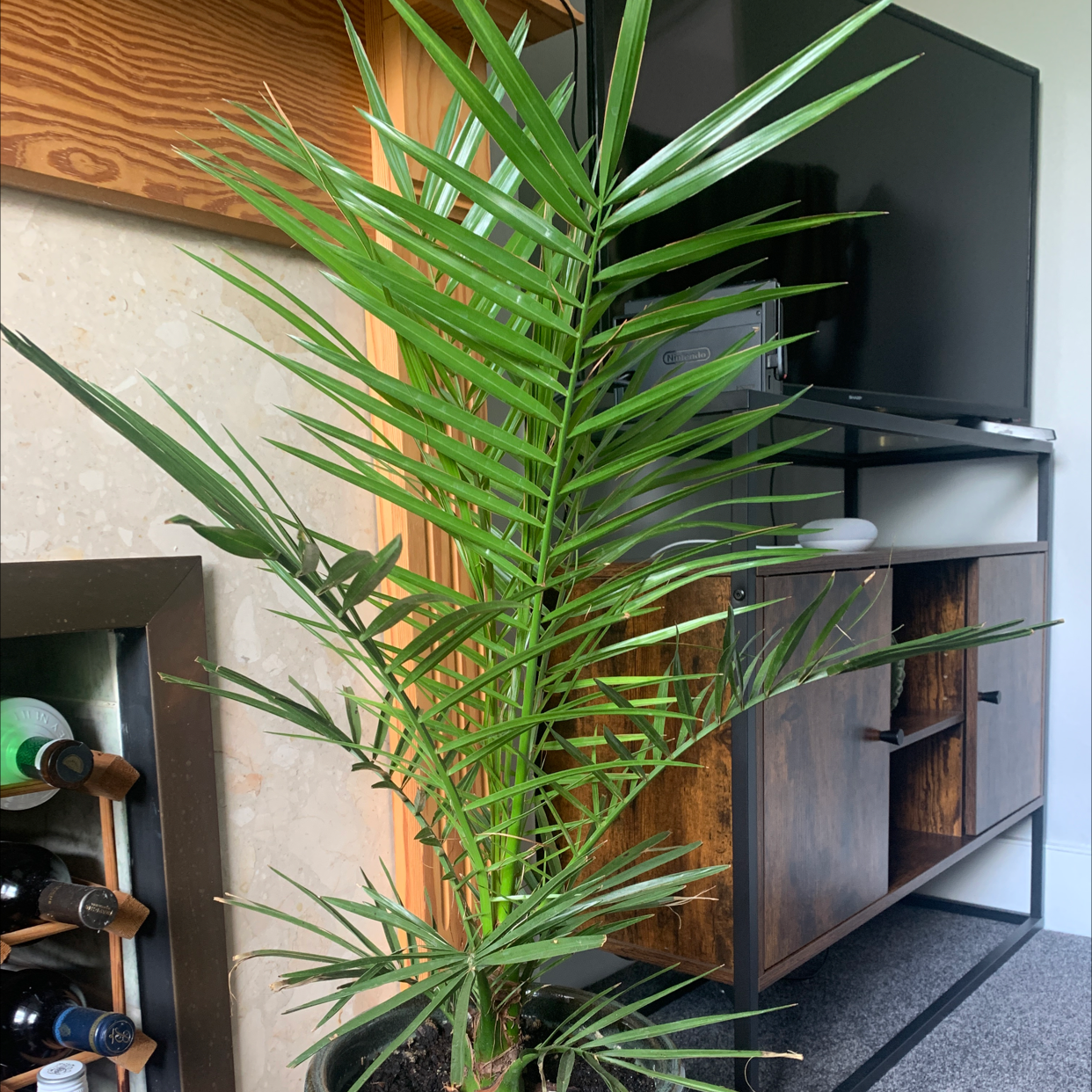 Indoor Canary Island Date Palm with healthy green fronds in a pot with visible soil.
