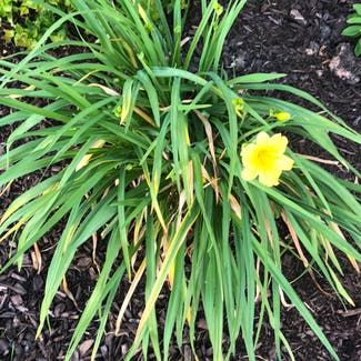 Yellow Daylily plant in Glen Allen, Virginia