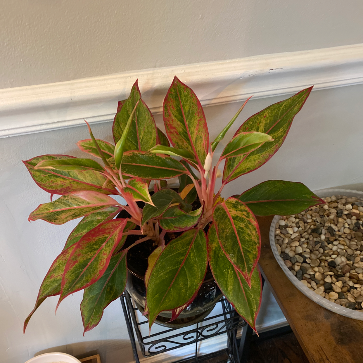 Chinese Evergreen plant photo by @lesliemalkowski named Jasmine on Greg, the plant care app.
