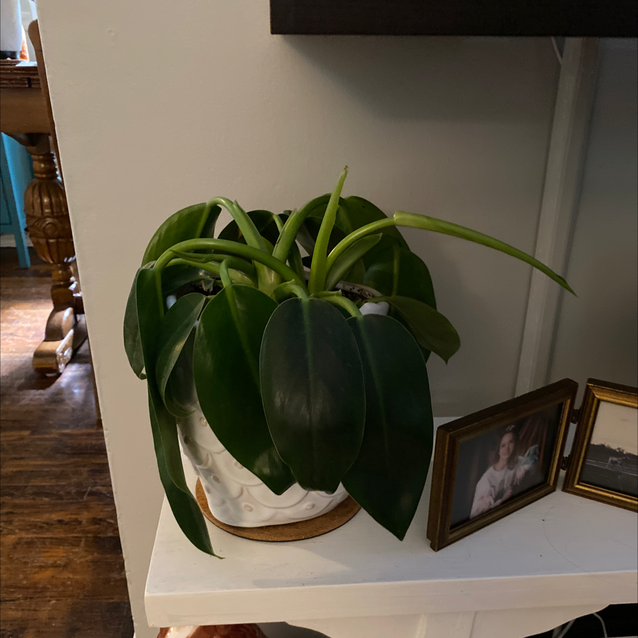 Photo of the plant species Fat Boy Philodendron by @lesliemalkowski named ChloroPhil on Greg, the plant care app