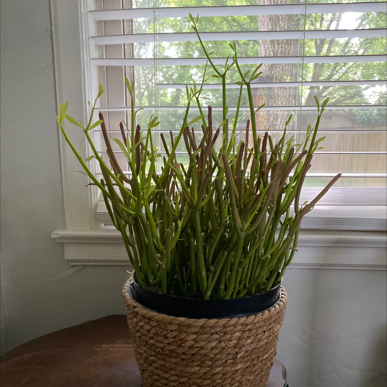 Pencil Cactus plant photo by @lesliemalkowski named Spike Leaves on Greg, the plant care app.