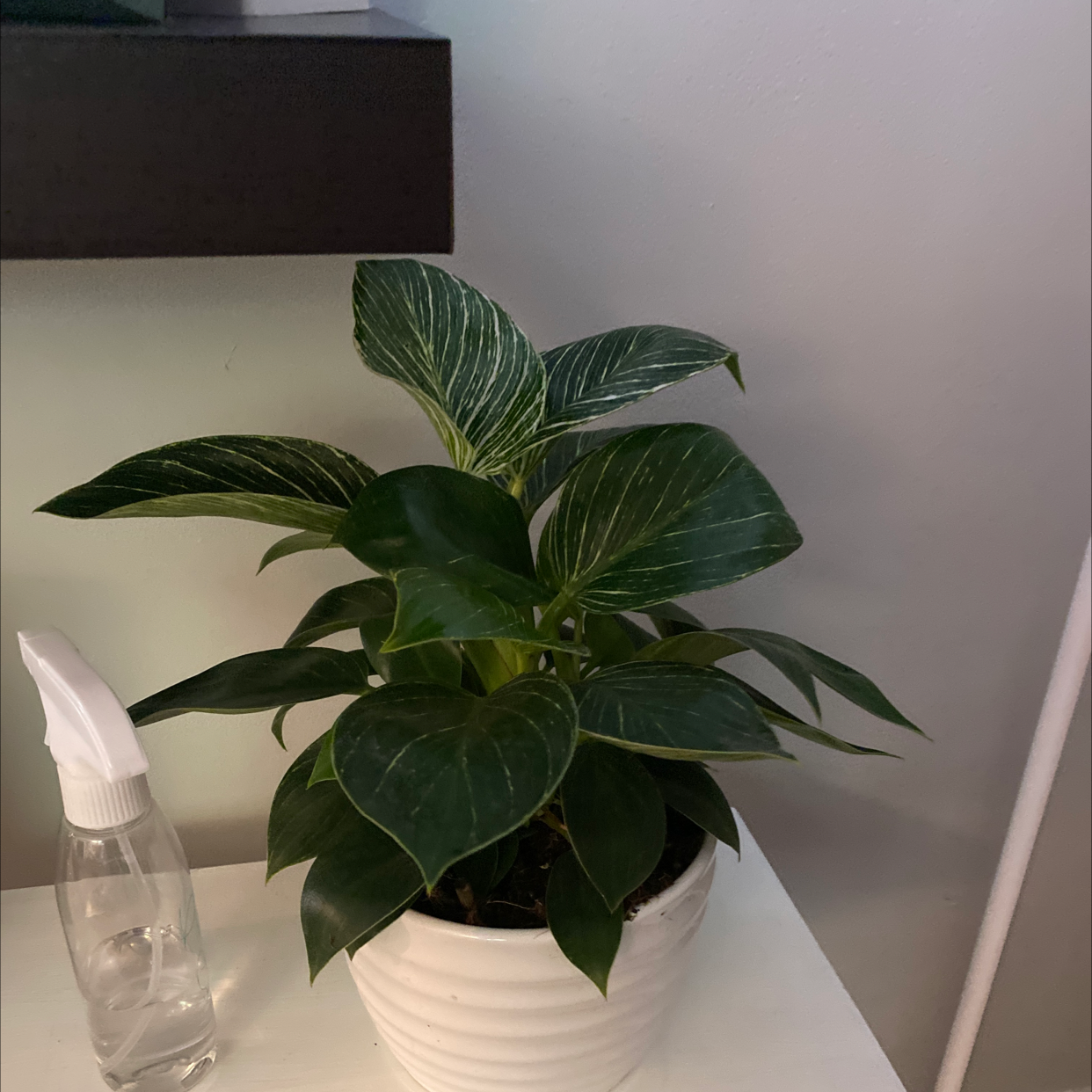 Philodendron Birkin plant photo by @lesliemalkowski named Hamilton on Greg, the plant care app.