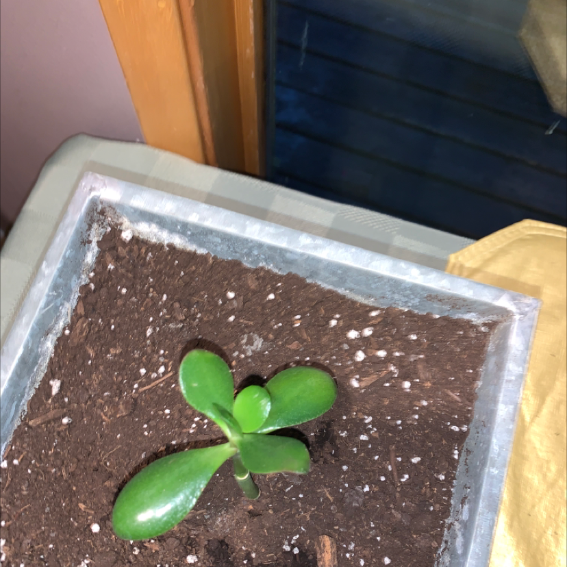 Lucky Plant plant photo by @Isabellem named Rubby on Greg, the plant care app.