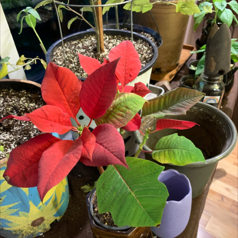 Poinsettia plant photo by @Isabellem named Snipe on Greg, the plant care app.