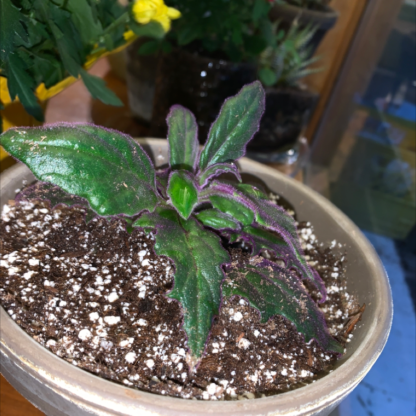 Purple Velvet Plant plant photo by @Isabellem named Emo on Greg, the plant care app.