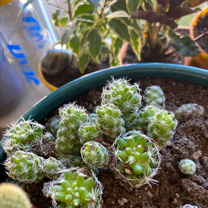 Missouri Foxtail Cactus in a pot with visible soil and other plants in the background.