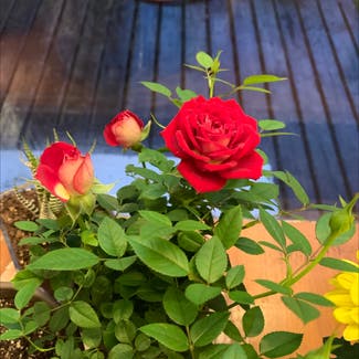 China Rose plant in Kitimat, British Columbia