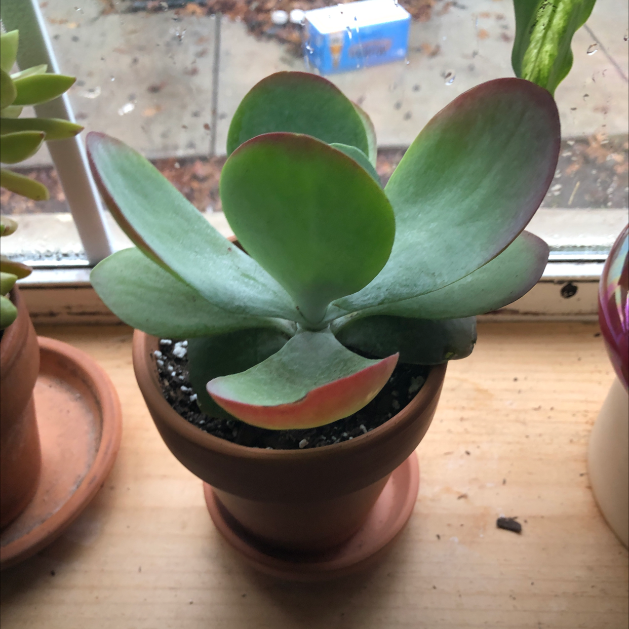 Healthy Flapjacks plant (Kalanchoe thyrsiflora) in a pot with green leaves and red edges.