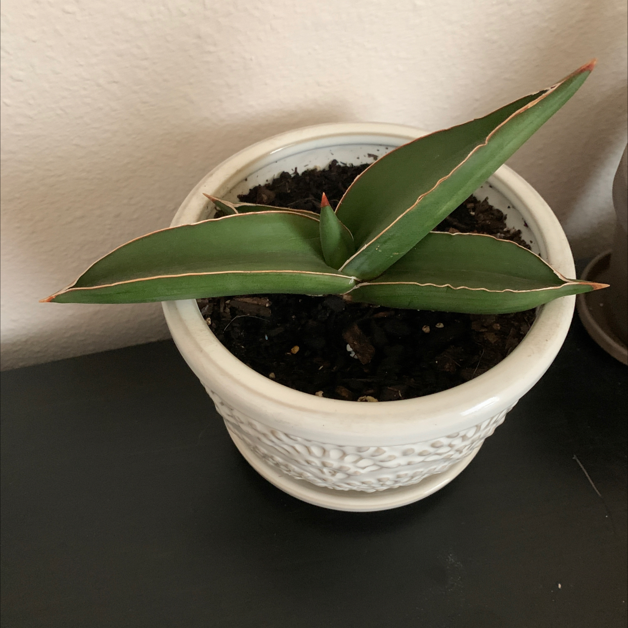 Samurai Dwarf Snake Plant in a white pot with healthy green leaves.