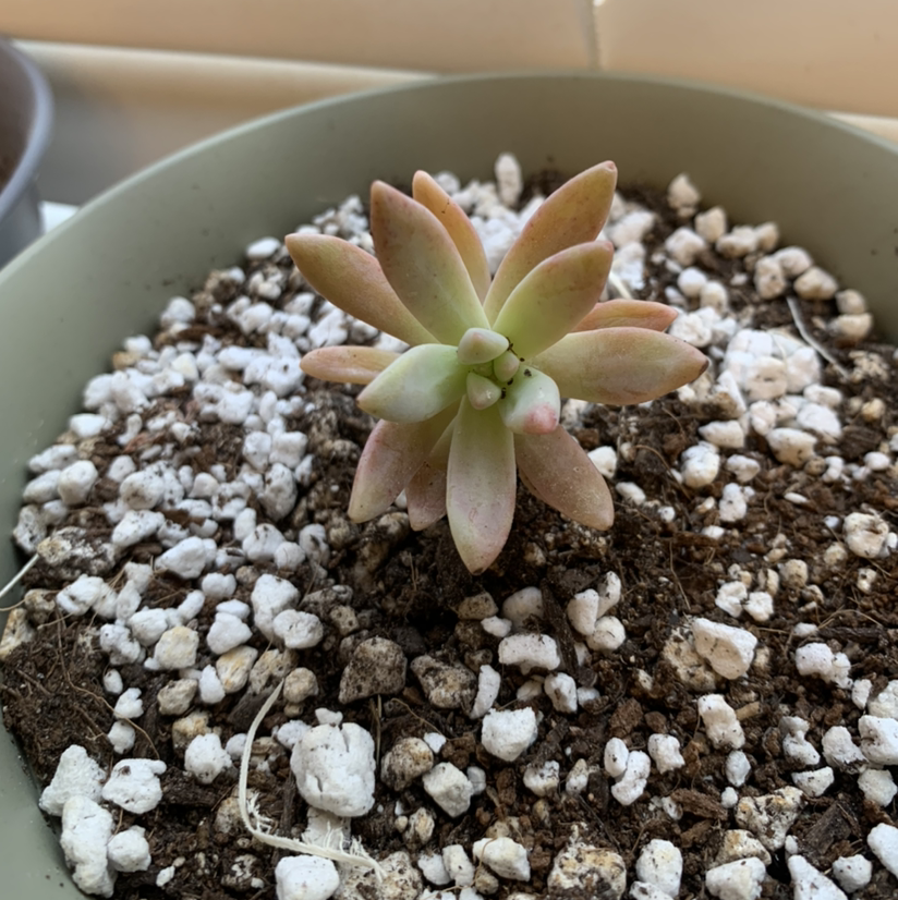 Photo of the plant species Graptosedum 'Darley Sunshine' by @MaddyMacy24 named Fran on Greg, the plant care app