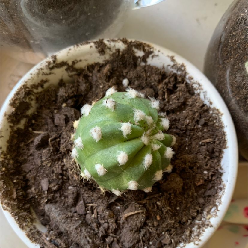 Moon Cactus plant photo by @liz.rachelle named jeff on Greg, the plant care app.