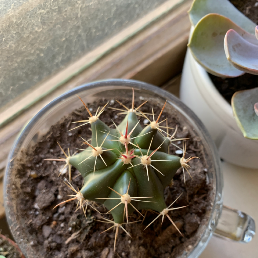 Sonora Barrel cactus in a glass container with visible soil, appears healthy.
