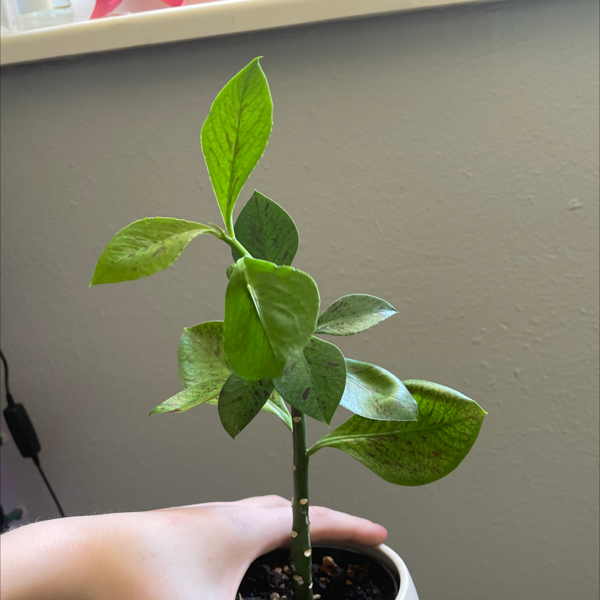 Potted Euphorbia bicompacta plant with green leaves, held by a hand.