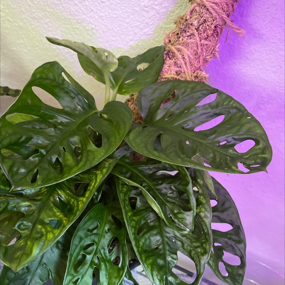Monstera adansonii 'Laniata' with fenestrated leaves, healthy and vibrant green.