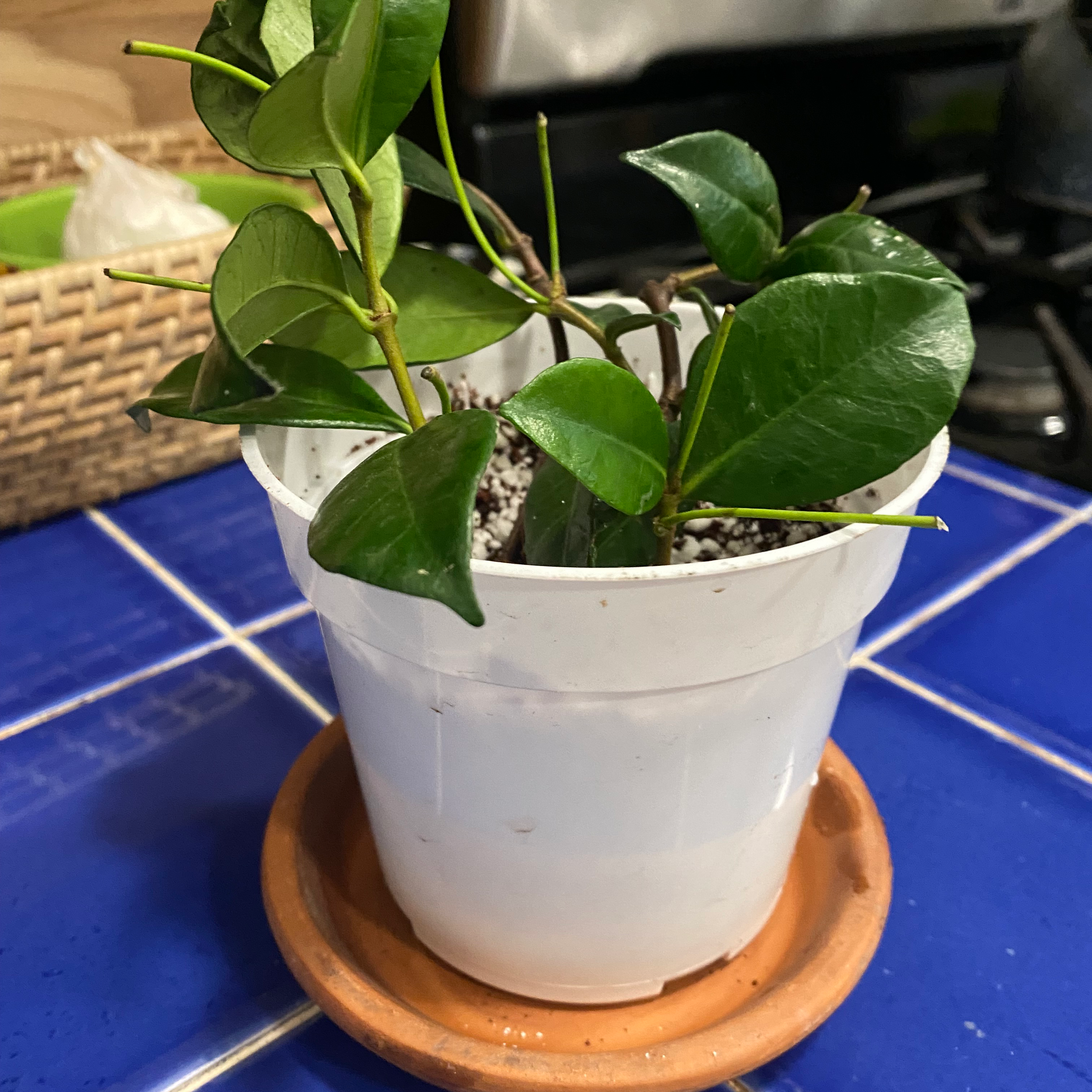 Star Jasmine plant in a white pot on a terracotta saucer with healthy green leaves.