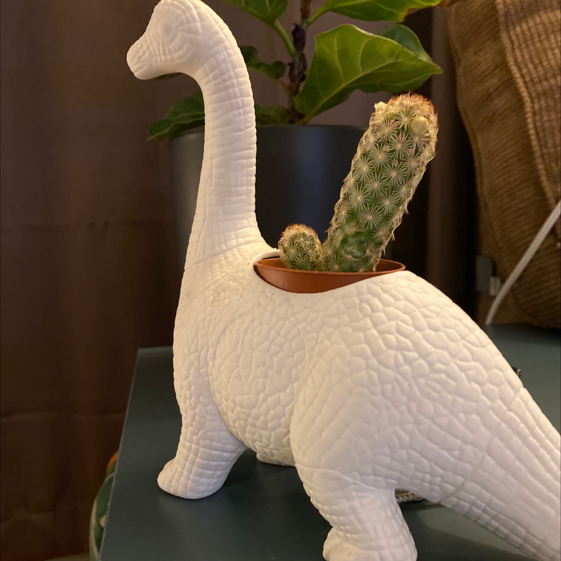 Lady Finger Cactus in a dinosaur-shaped planter with another plant in the background.