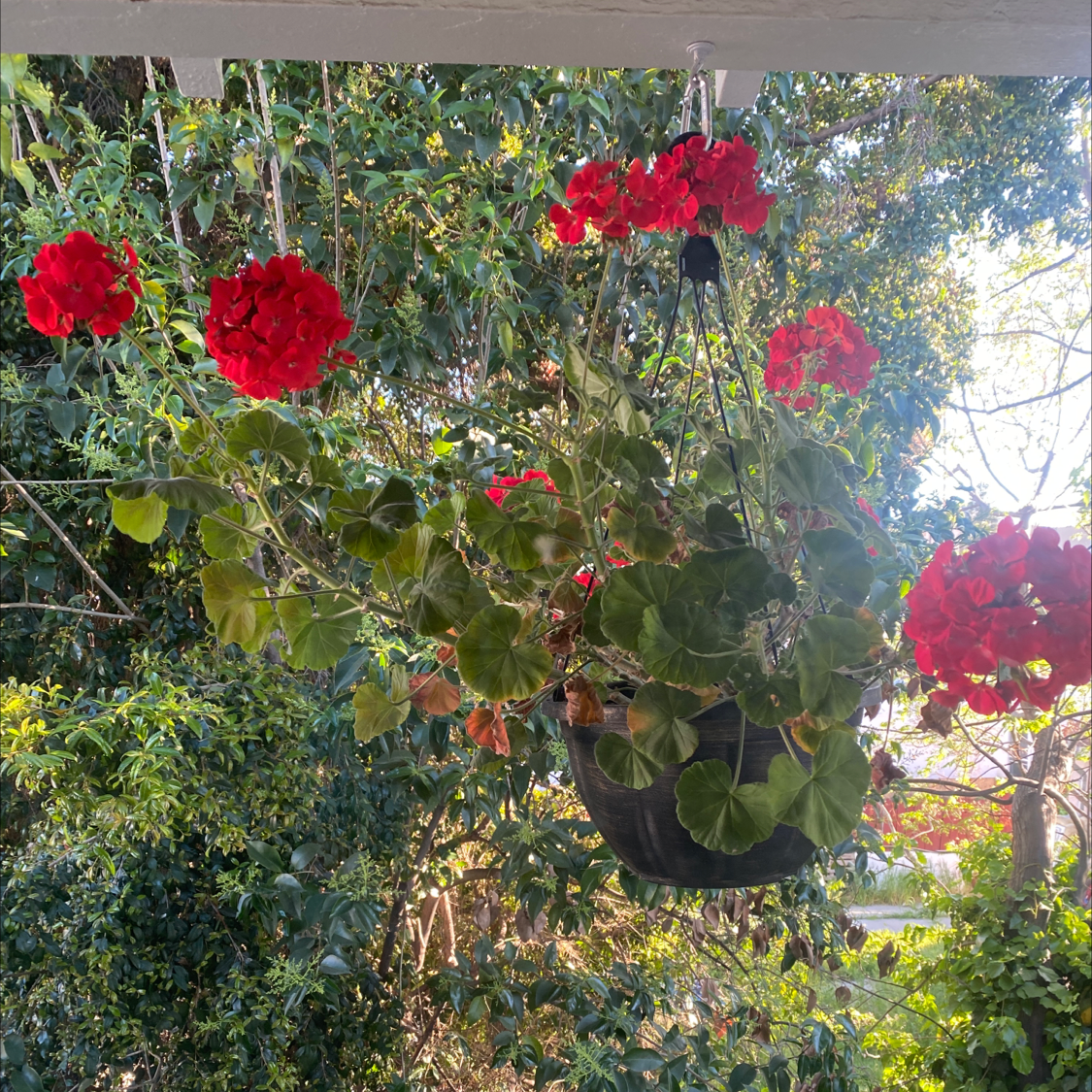 Hanging basket with a Zonale Geranium plant, featuring red flowers and some browning leaves.