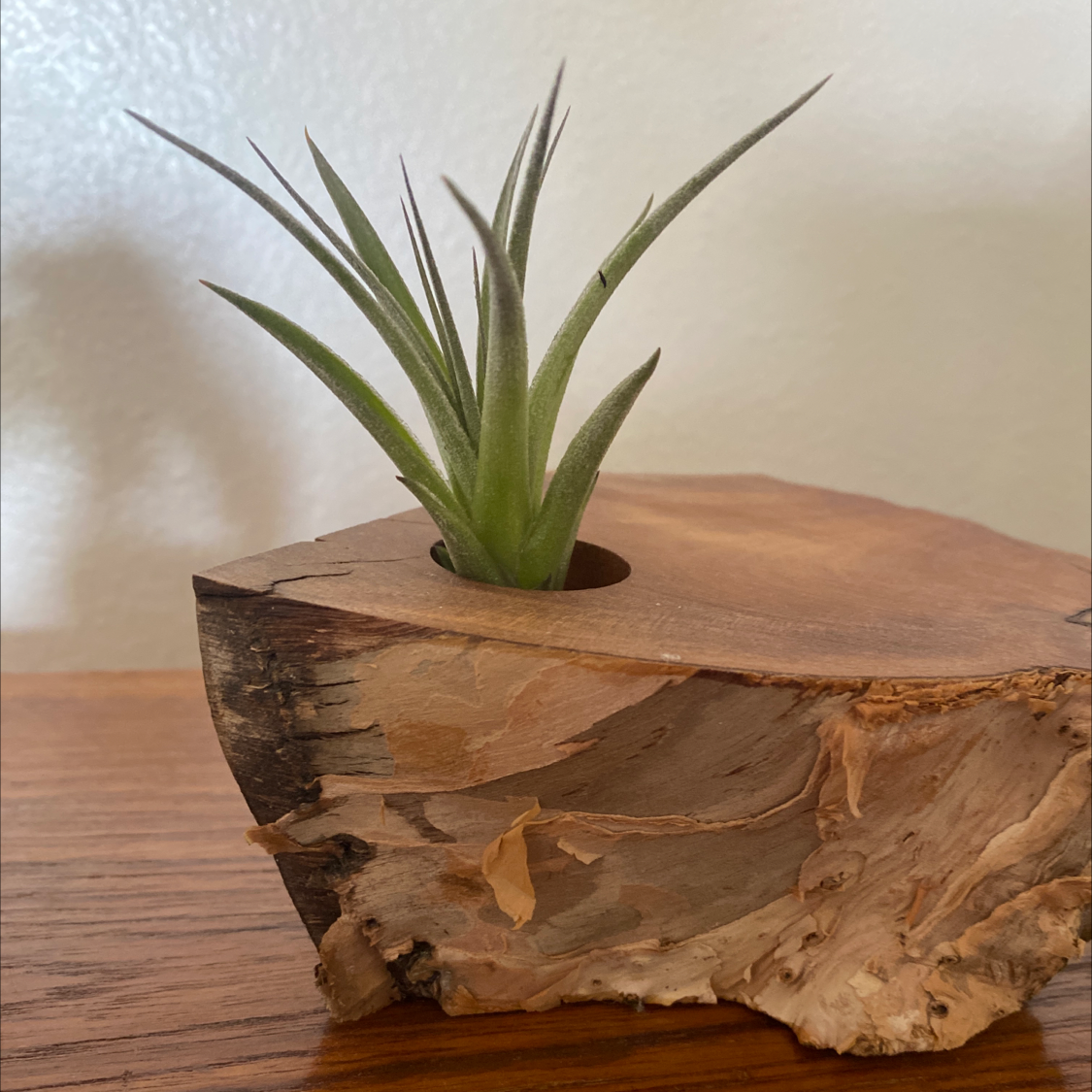 Tillandsia Erubescens plant in a wooden holder, healthy with green leaves.