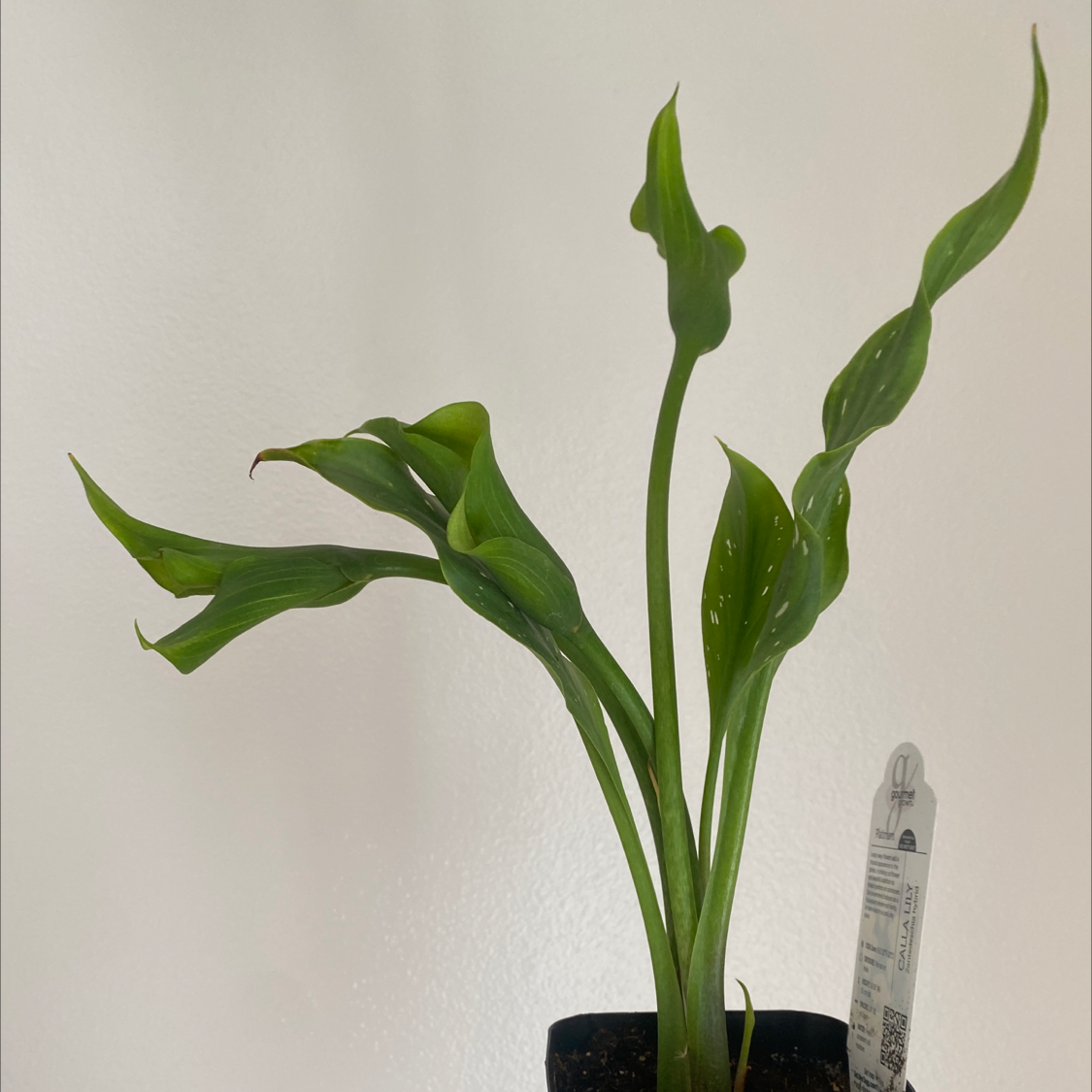Healthy potted Calla Lily plant with large glossy green leaves against a plain background.