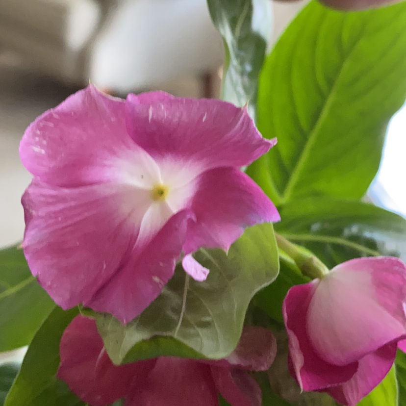 Bright Eyes plant with vibrant pink flowers and green leaves.