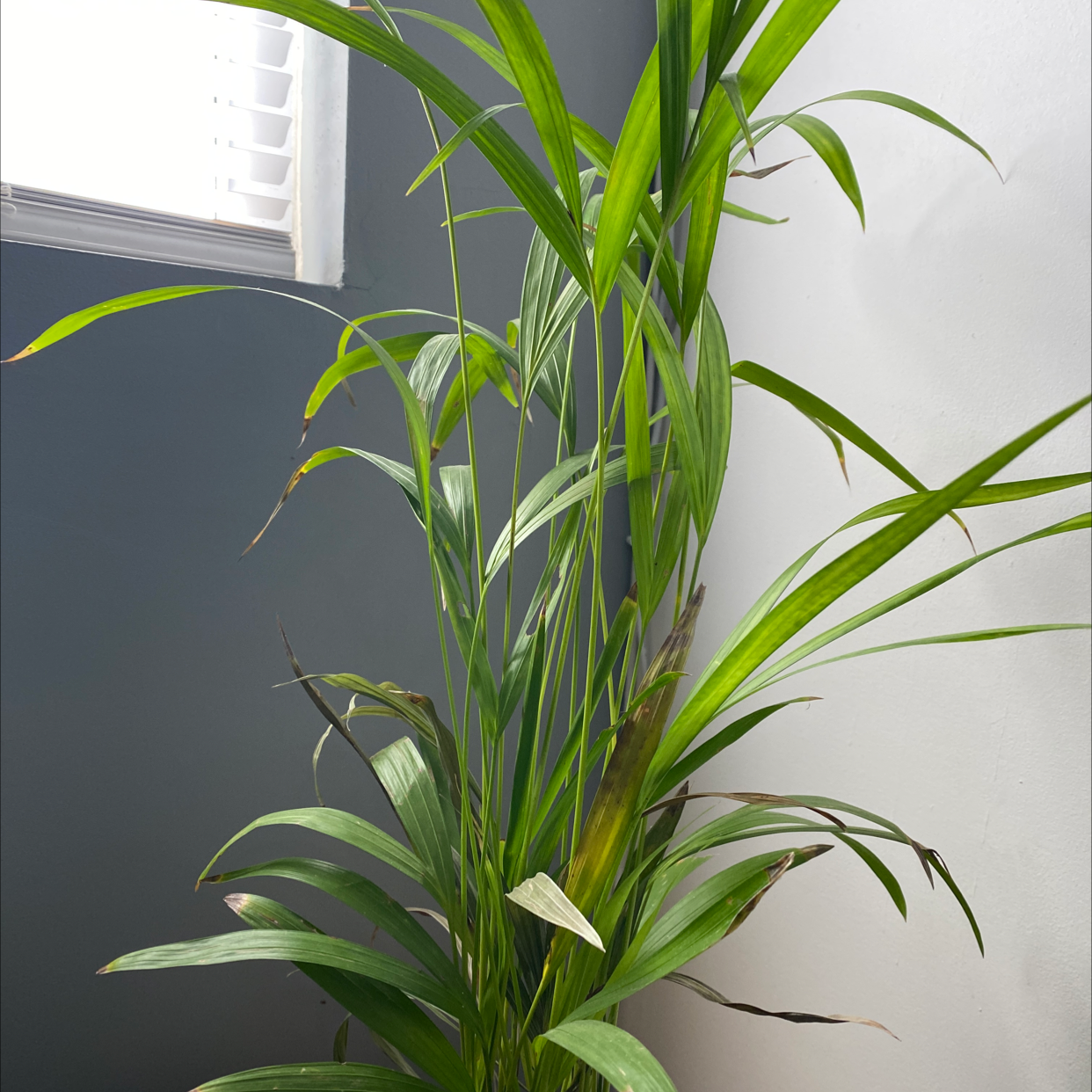 Healthy, thriving Areca Palm plant with vibrant green leaves in front of a window with blinds providing bright, filtered light.