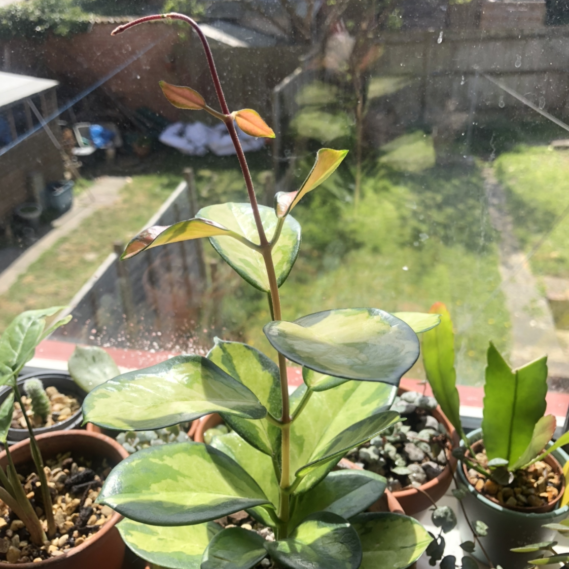 Photo of the plant species Hoya 'Lisa' by Manda named Hoya Lisa on Greg, the plant care app