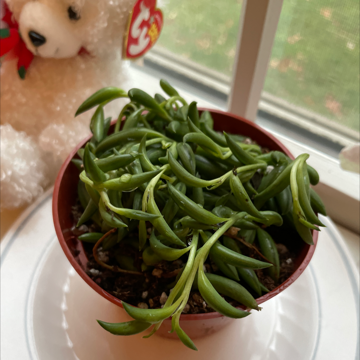 Close-up of a healthy Senecio radicans succulent with trailing banana-shaped leaves in a red ceramic pot.