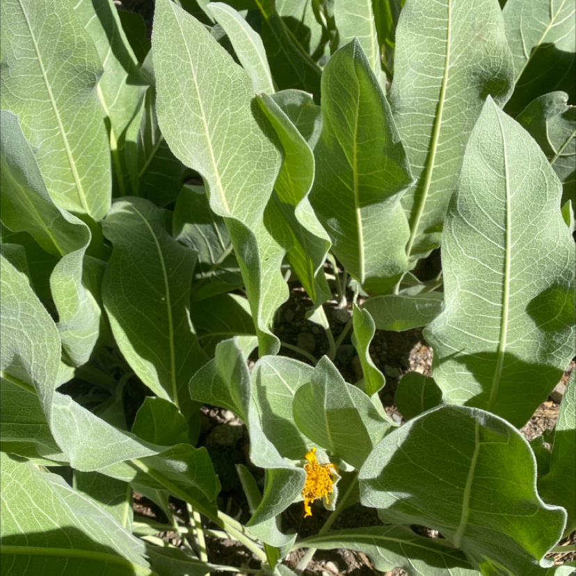 Photo of the plant species Woolly Mule-Ears by Mia named Your plant on Greg, the plant care app