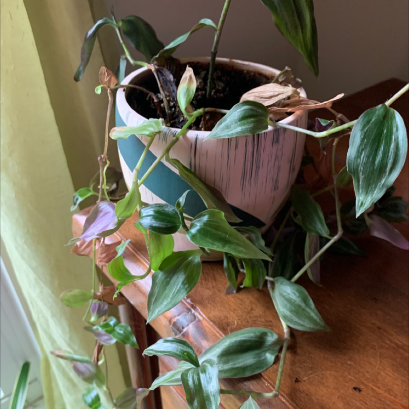 Close-up of a healthy small-leaf spiderwort plant with lush green foliage in a pink ceramic planter.