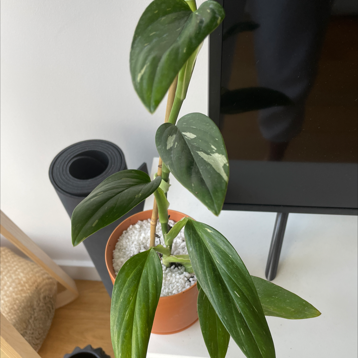Monstera Cobra plant in a pot with white pebbles, healthy green leaves with variegation.