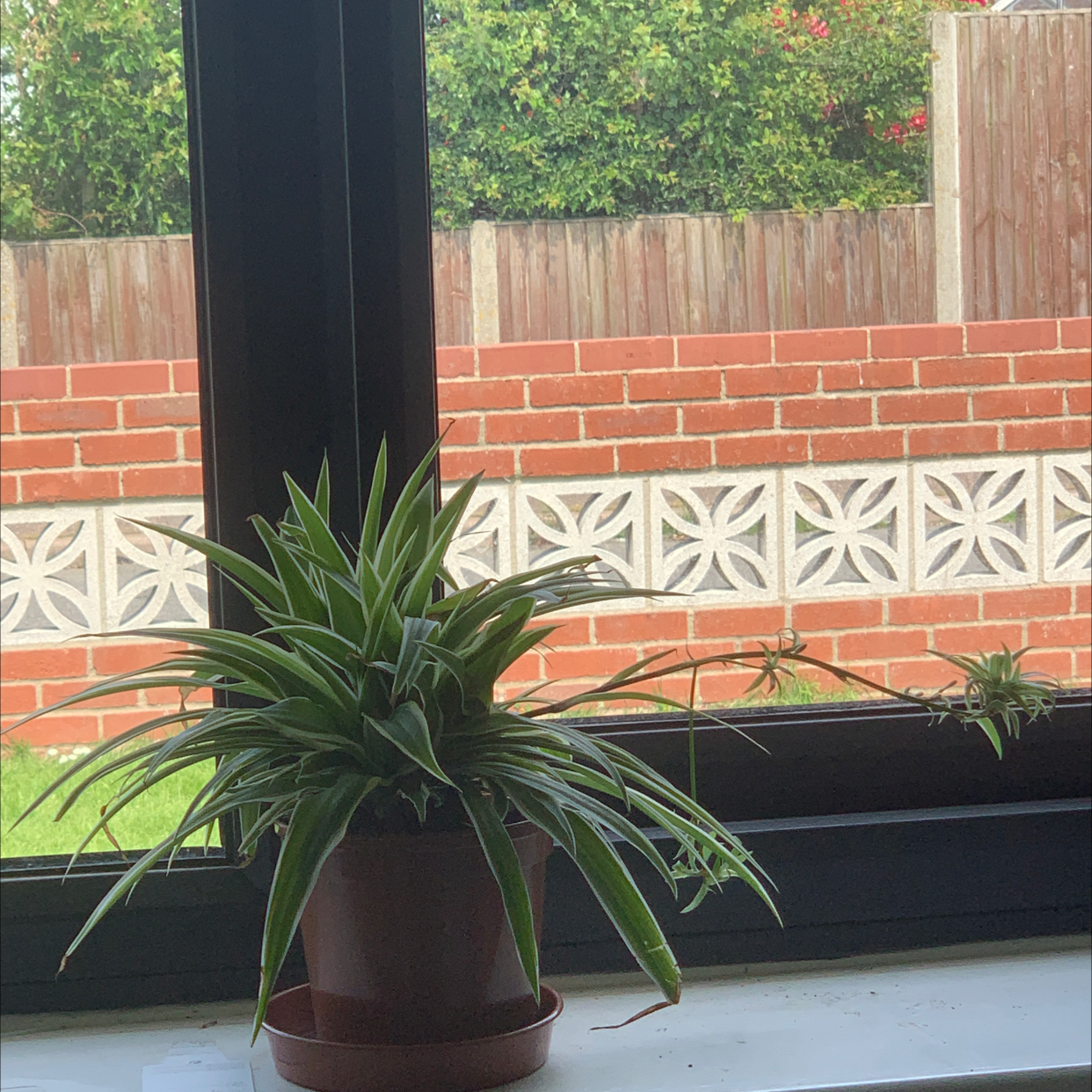 Spider Plant plant photo by @Chicken_nuggets named stacy on Greg, the plant care app.