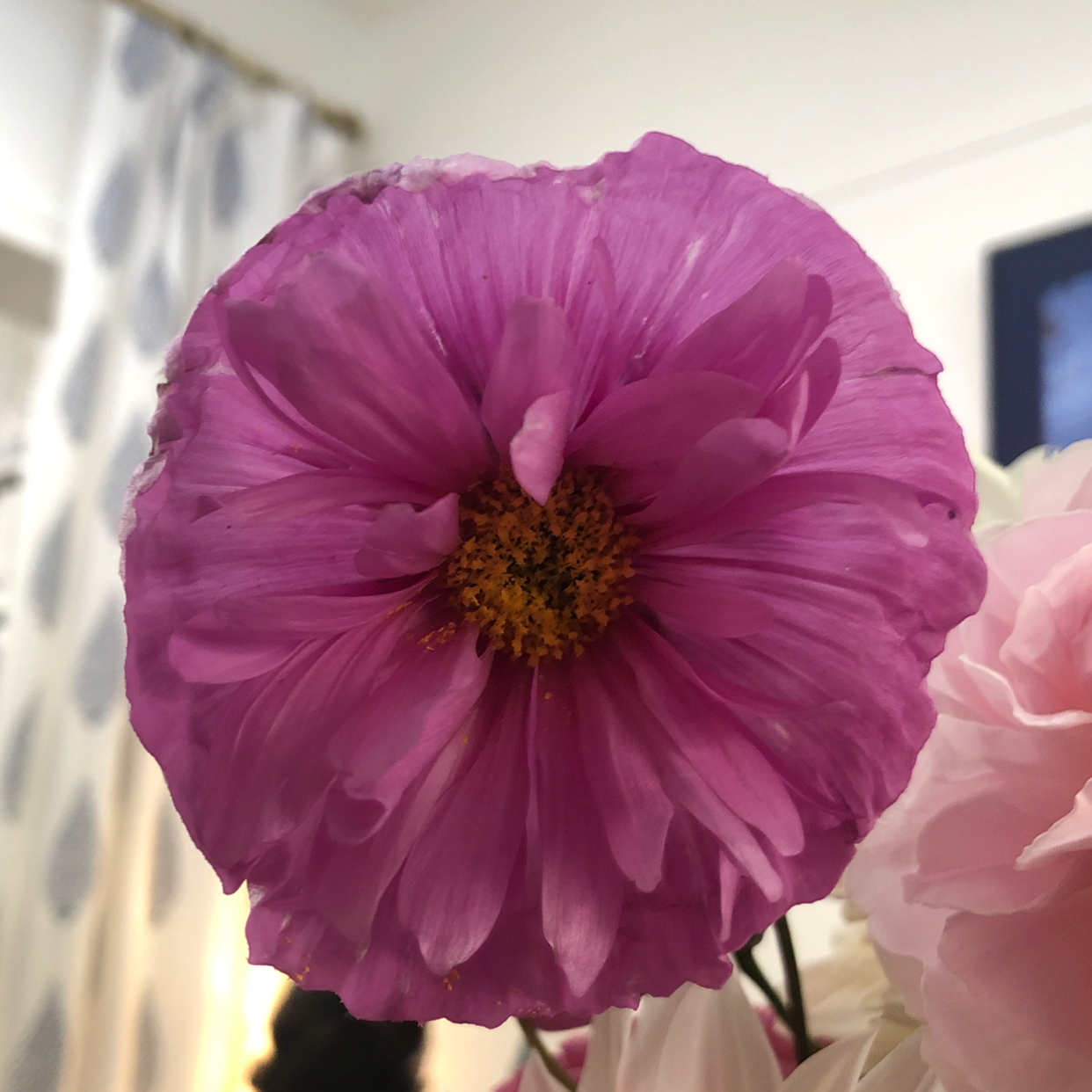 Close-up of a vibrant pink Garden Cosmos flower with a yellow center.