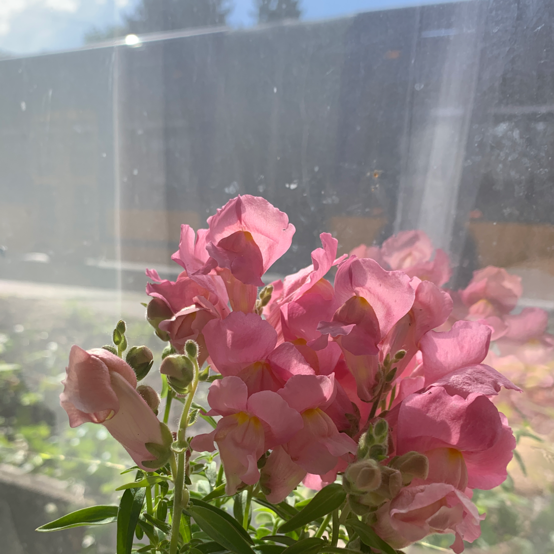 Common Snapdragon plant with vibrant pink flowers, well-lit by natural sunlight.