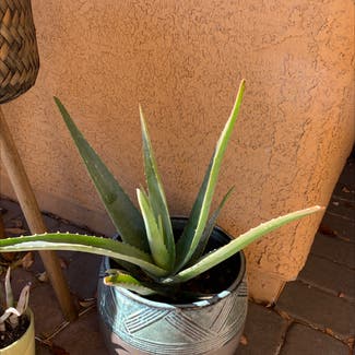 Aloe Vera plant in Las Vegas, Nevada