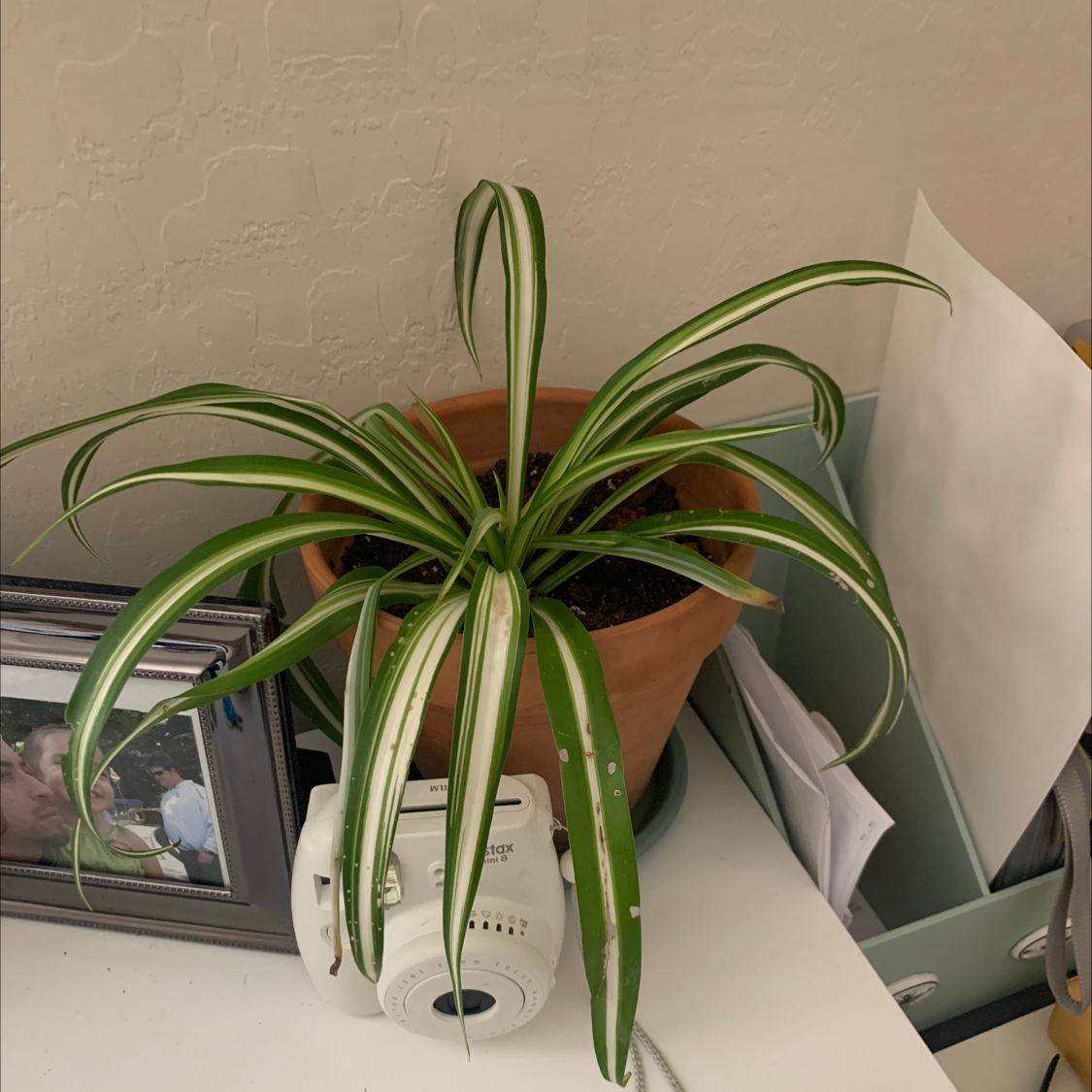 Spider Plant plant photo by @OneGirlTwoLegs named DaBaby on Greg, the plant care app.