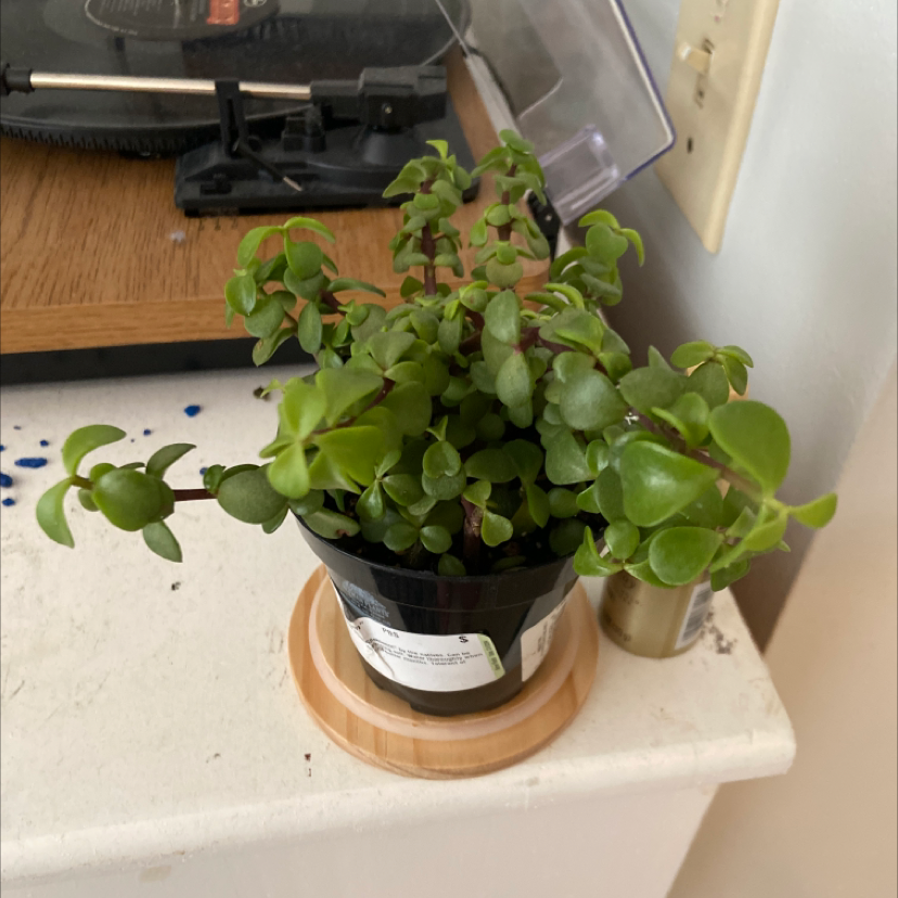 Healthy Elephant Bush (Portulacaria afra) in a small pot with vibrant green leaves.