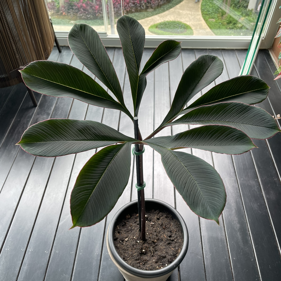 Photo of the plant species Voodoo Lily by @Chloetcm named Ivy on Greg, the plant care app