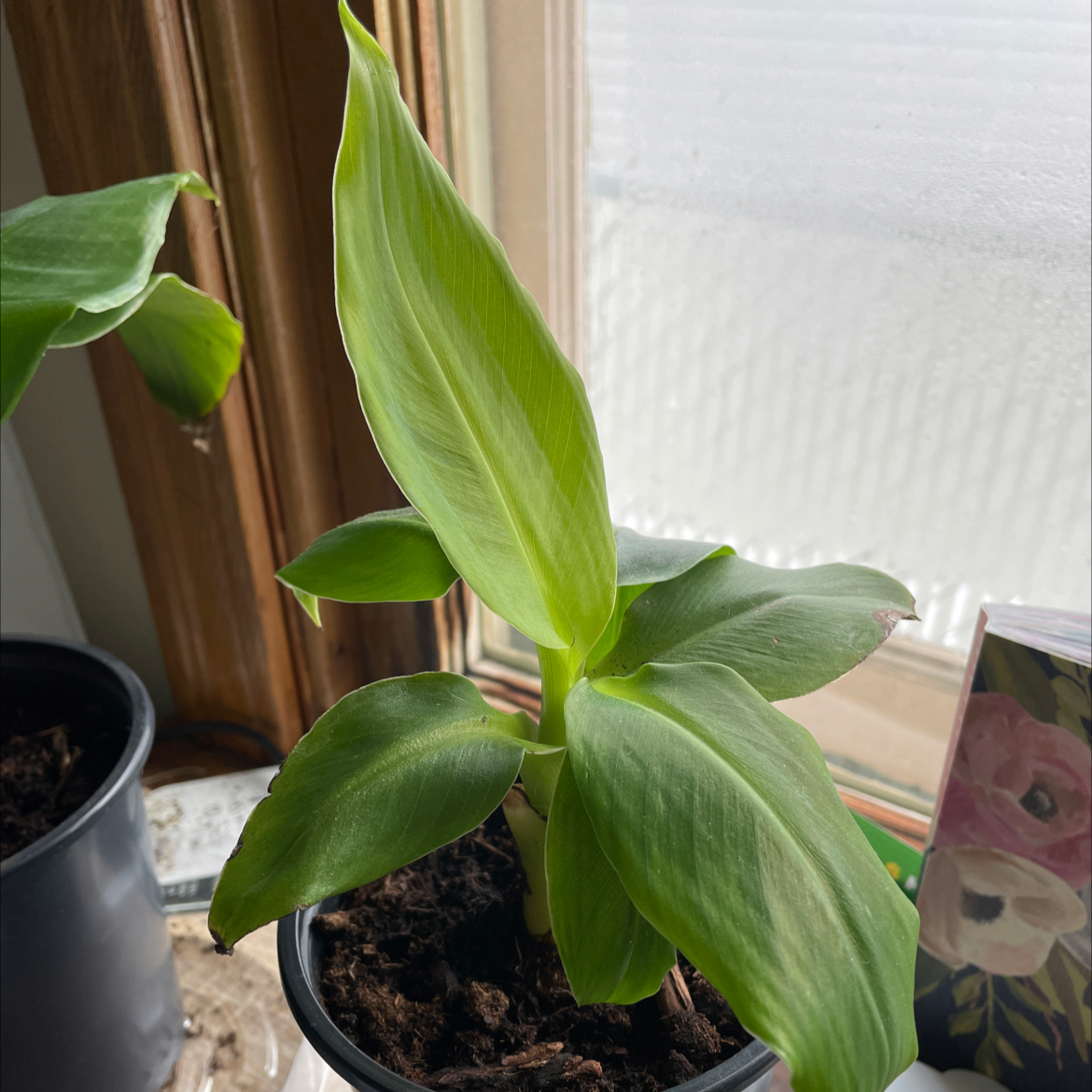 Dwarf Banana plant photo by @NikkiZiiva named Little Banana 2 on Greg, the plant care app.