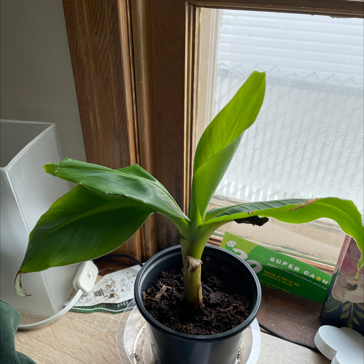 Dwarf Banana plant in a pot near a window with visible soil and slight browning on one leaf.