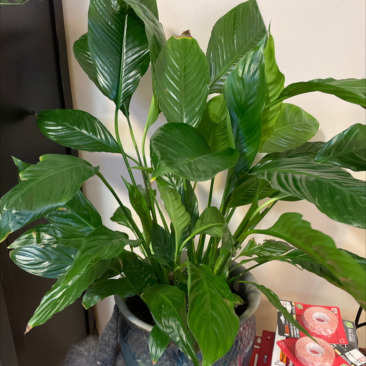 Peace Lily plant photo by @NikkiZiiva named Peace Lily on Greg, the plant care app.