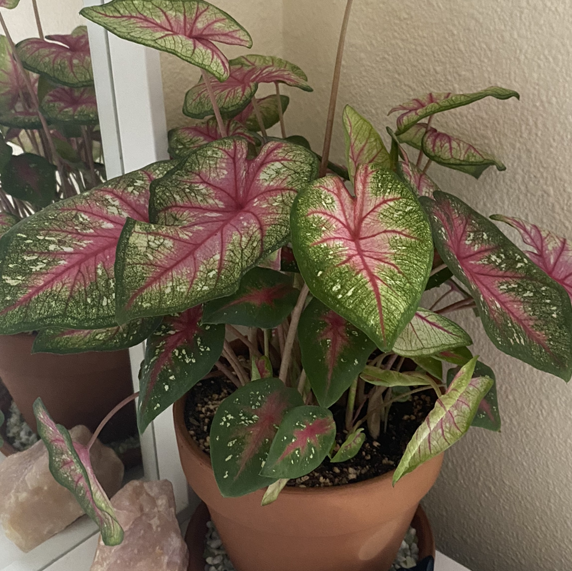 Healthy Caladium 'Heart of Jesus' plant with vibrant pink and green variegated leaves in a small terra cotta pot.