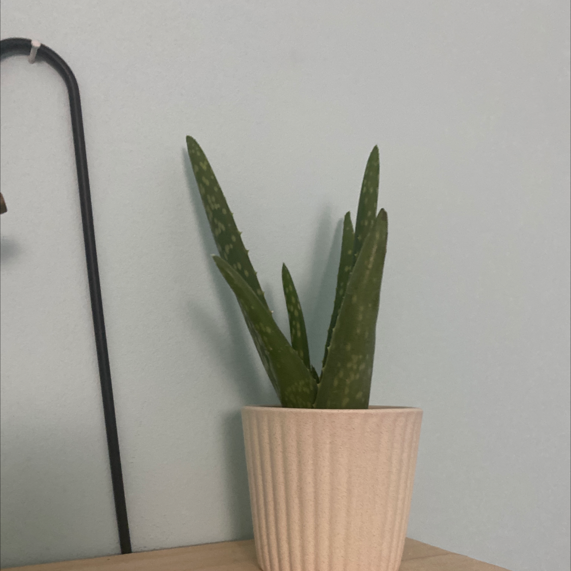 Aloe vera plant photo by @holly_249 named Aloey on Greg, the plant care app.